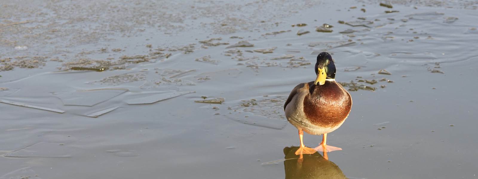 Eiskalt Wallpaper 3840x1440 Eiskalt Wallpaper 3840x1440