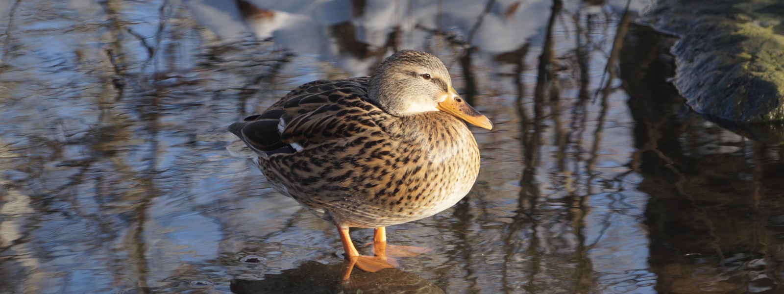 Ente beim Wintersonnenbad Wallpaper 3840x1440 Ente beim Wintersonnenbad Wallpaper 3840x1440