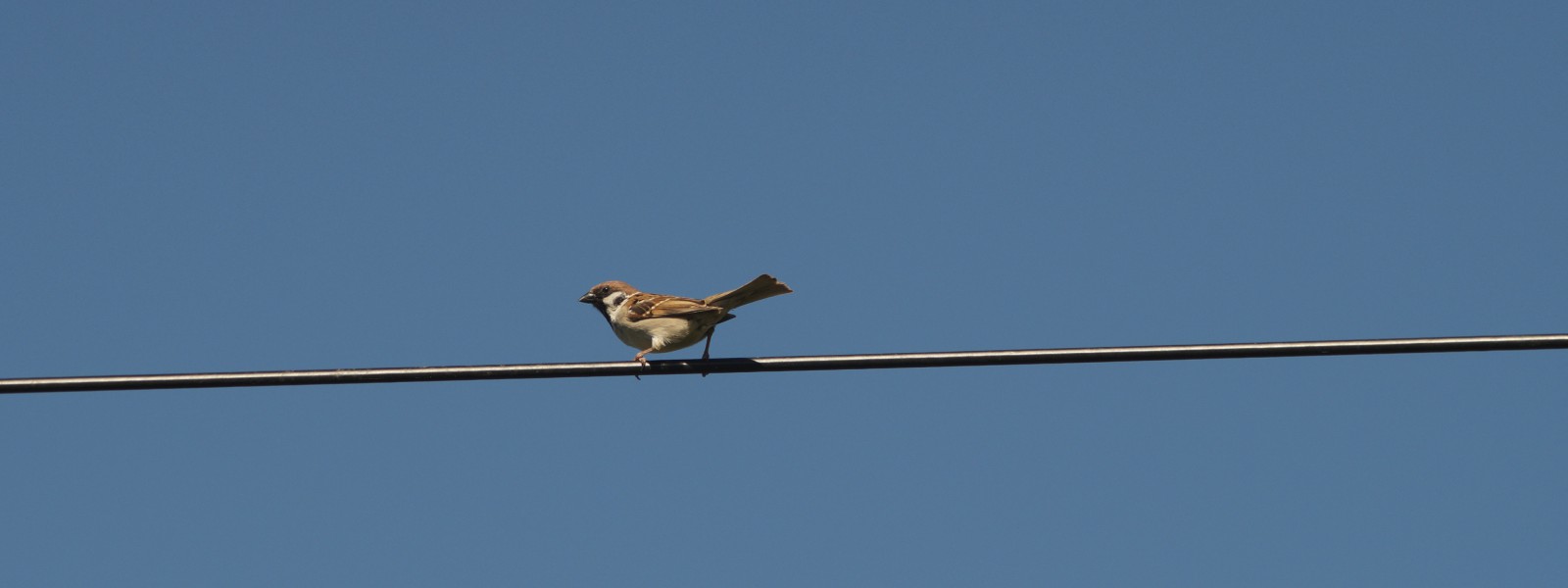 Feldsperling auf der Stromleitung Wallpaper 3840x1440 Feldsperling auf der Stromleitung Wallpaper 3840x1440