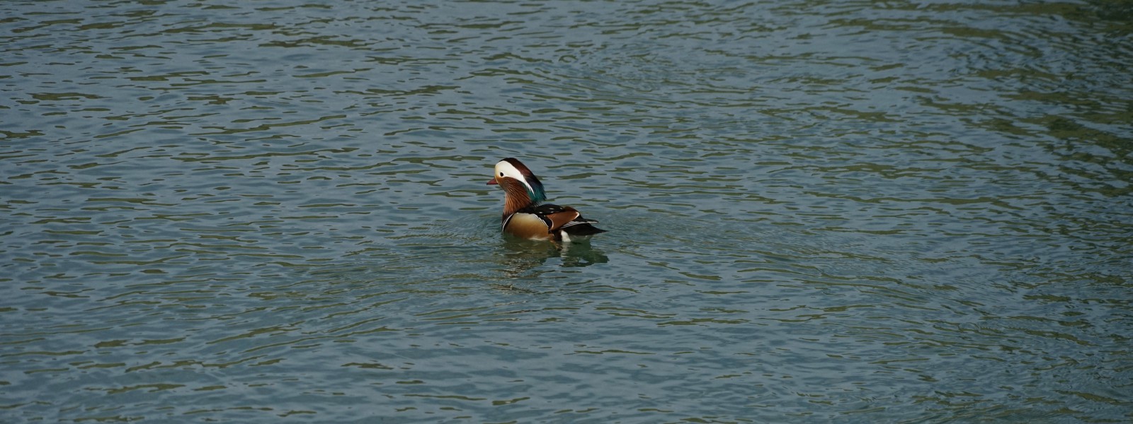 Mandarinente im Fluß Wallpaper 3840x1440 Mandarinente im Fluß Wallpaper 3840x1440