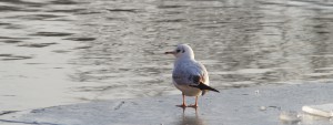 Möwe auf Taueis Wallpaper 3840x1440 Möwe auf Taueis Wallpaper 3840x1440
