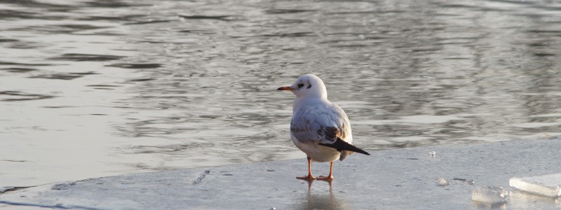  Möve auf Eisplatte 3840x1440