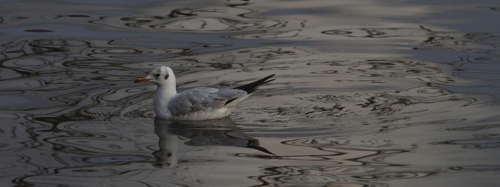 Möwe im dunklen See Wallpaper 3840x1440 Möwe im dunklen See Wallpaper 3840x1440