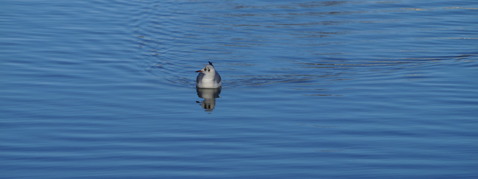 Möwenblick Wallpaper 3840x1440 Möwenblick Wallpaper 3840x1440