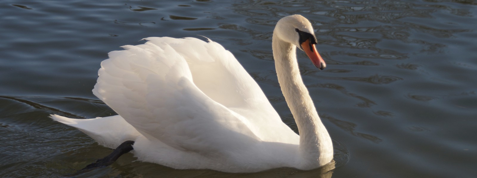 Schöner Schwan Wallpaper 3840x1440 Schöner Schwan Wallpaper 3840x1440