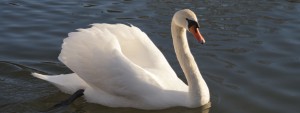 Schöner Schwan Wallpaper 3840x1440 Schöner Schwan Wallpaper 3840x1440