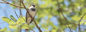 Spatz im Frühlingsgrün Wallpaper 3840x1440 Spatz im Frühlingsgrün Wallpaper 3840x1440