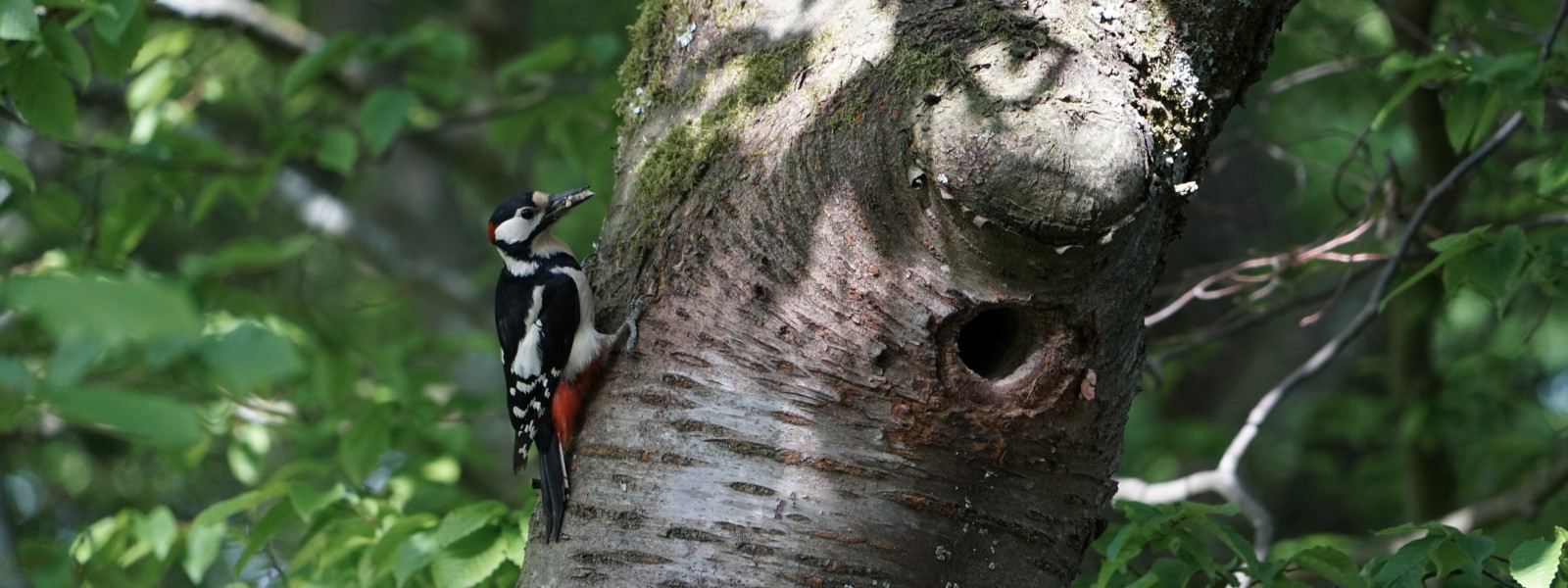 Specht mit Futter Wallpaper 3840x1440 Specht mit Futter Wallpaper 3840x1440