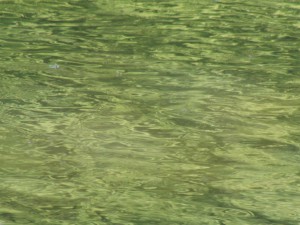 Grünes Wasser Grünes Wasser