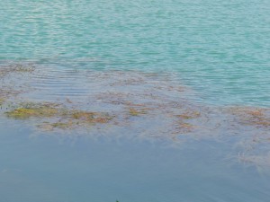 See mit Wasserpflanzen 2 See mit Wasserpflanzen 2