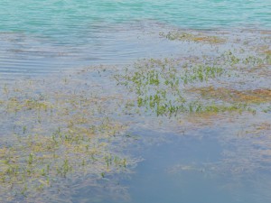 See mit Wasserpflanzen 1 See mit Wasserpflanzen 1