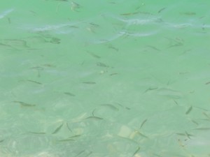 Wasser mit kleinen Fischen 2 Wasser mit kleinen Fischen 2