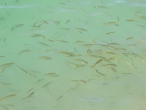 Wasser mit kleinen Fischen 1 Wasser mit kleinen Fischen 1
