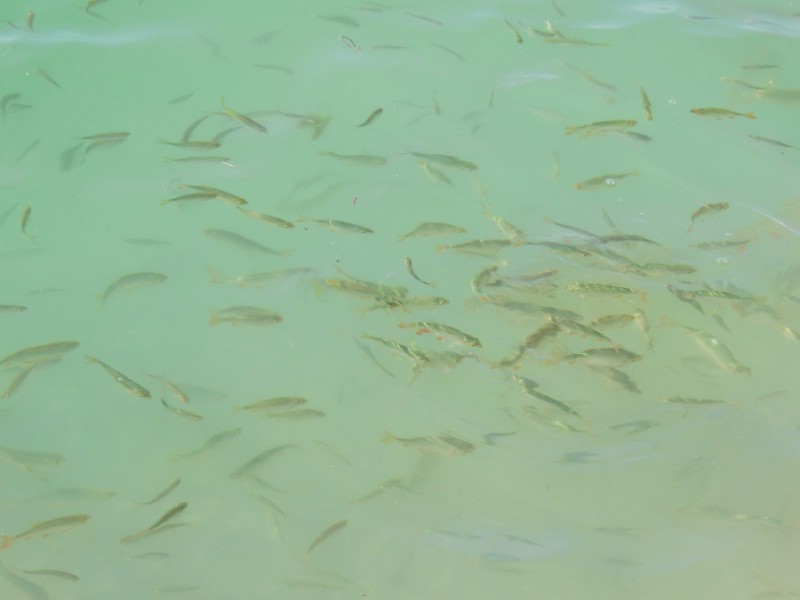  Wasser mit kleinen Fischen 2