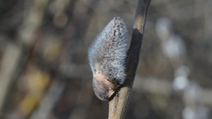 Kleine Pelzmütze am Zweig Kleine Pelzmütze am Zweig
