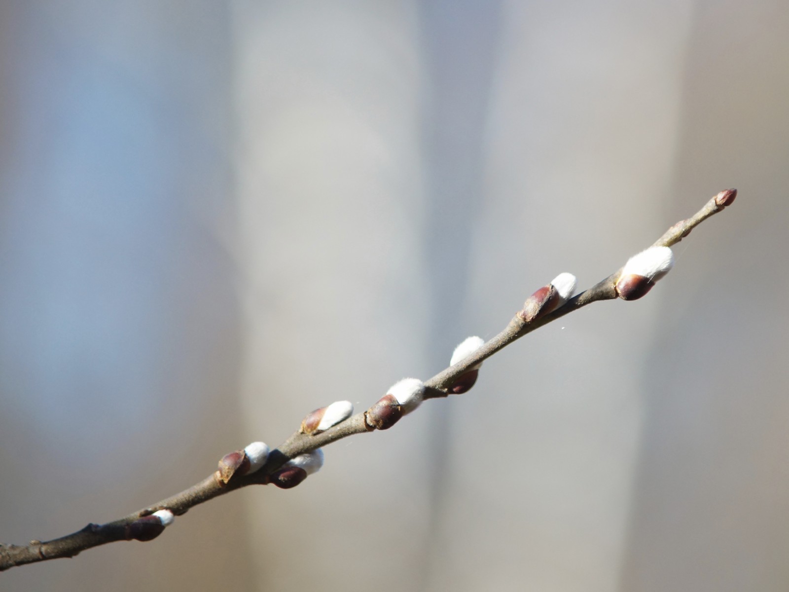 Kleiner Palmkätzchen-Zwieg 1 Kleiner Palmkätzchen-Zwieg 1