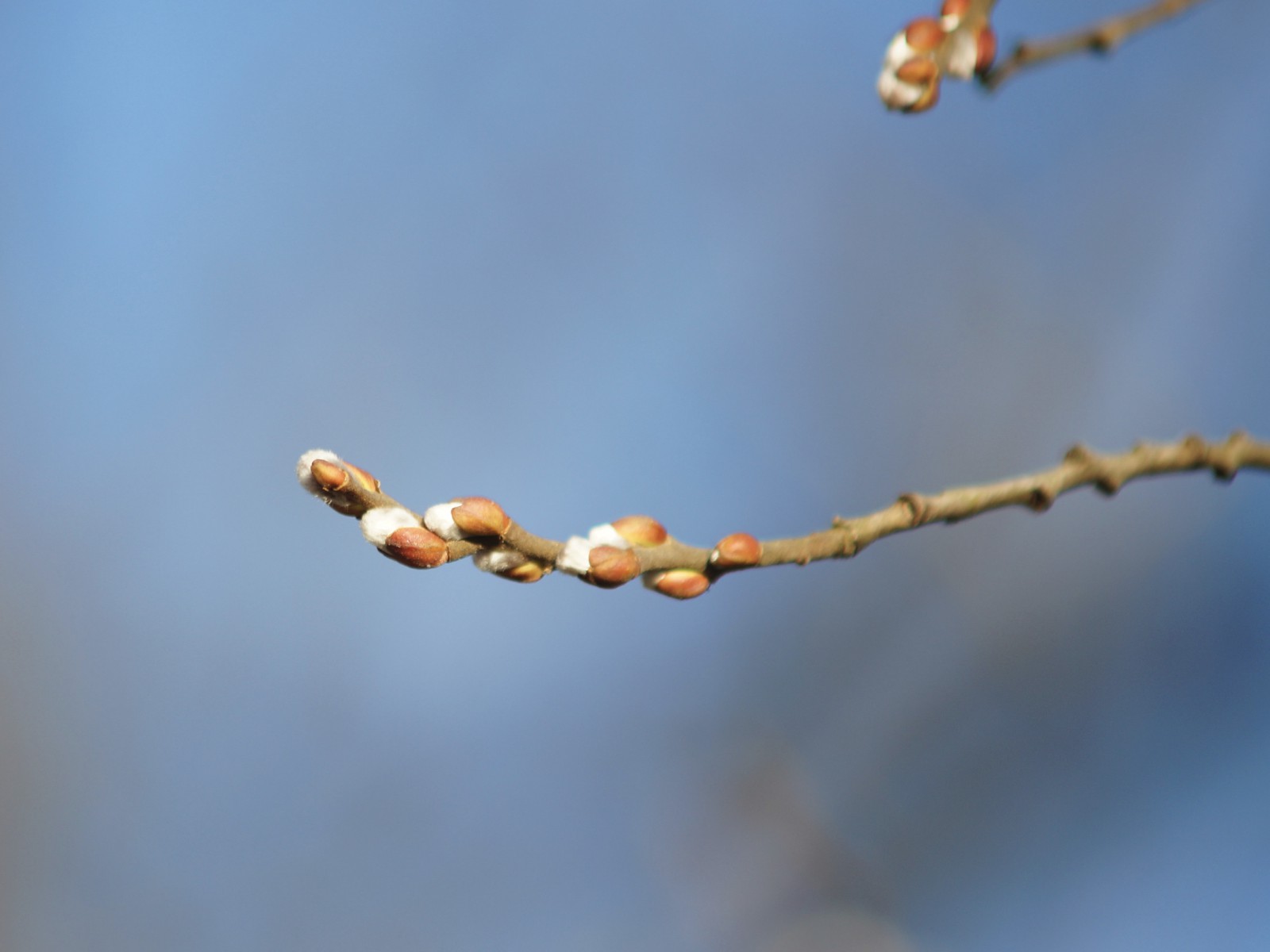 Kleiner Palmkätzchen-Zwieg 3 Kleiner Palmkätzchen-Zwieg 3