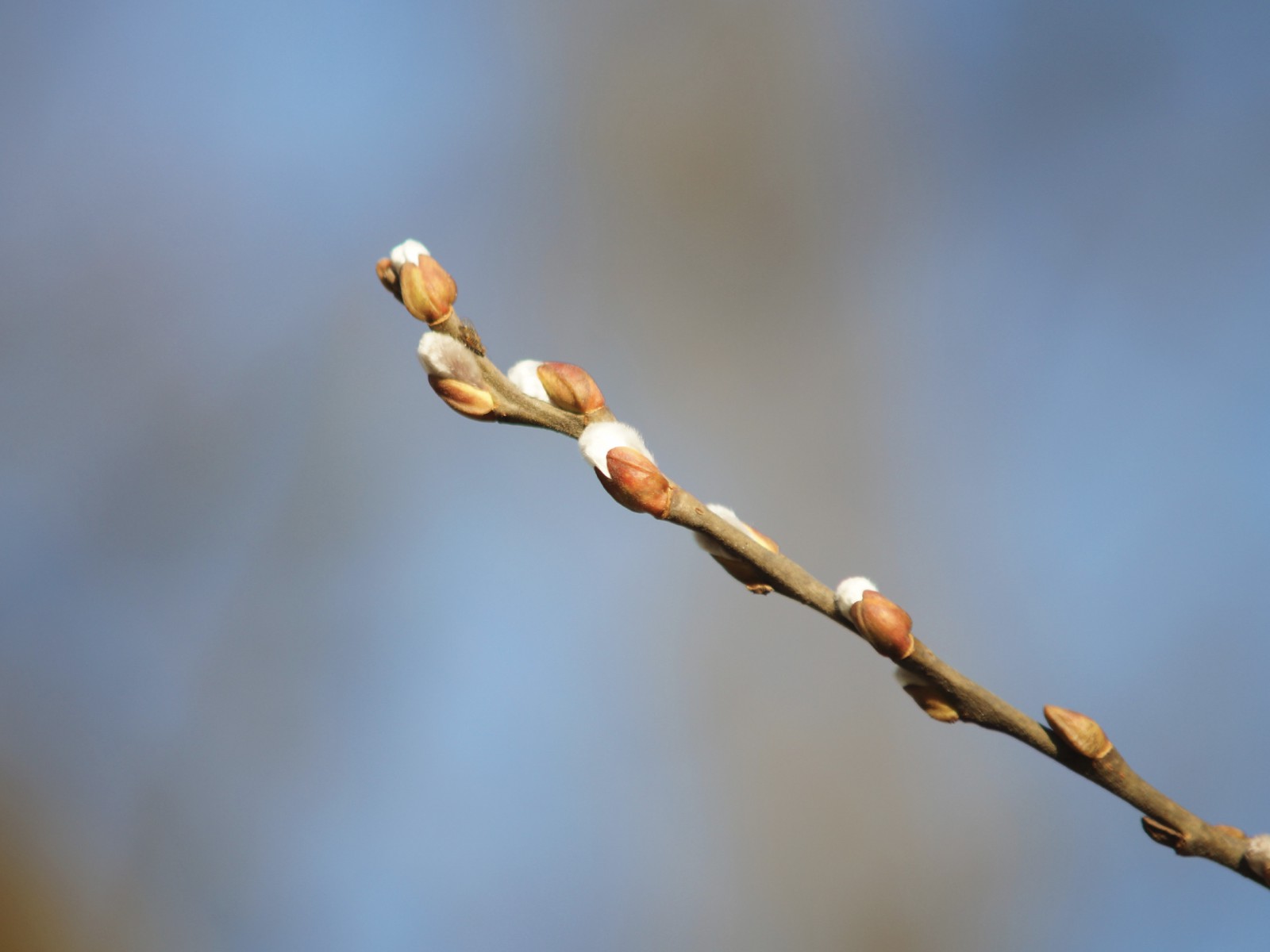 Kleiner Palmkätzchen-Zwieg 3 Kleiner Palmkätzchen-Zwieg 3