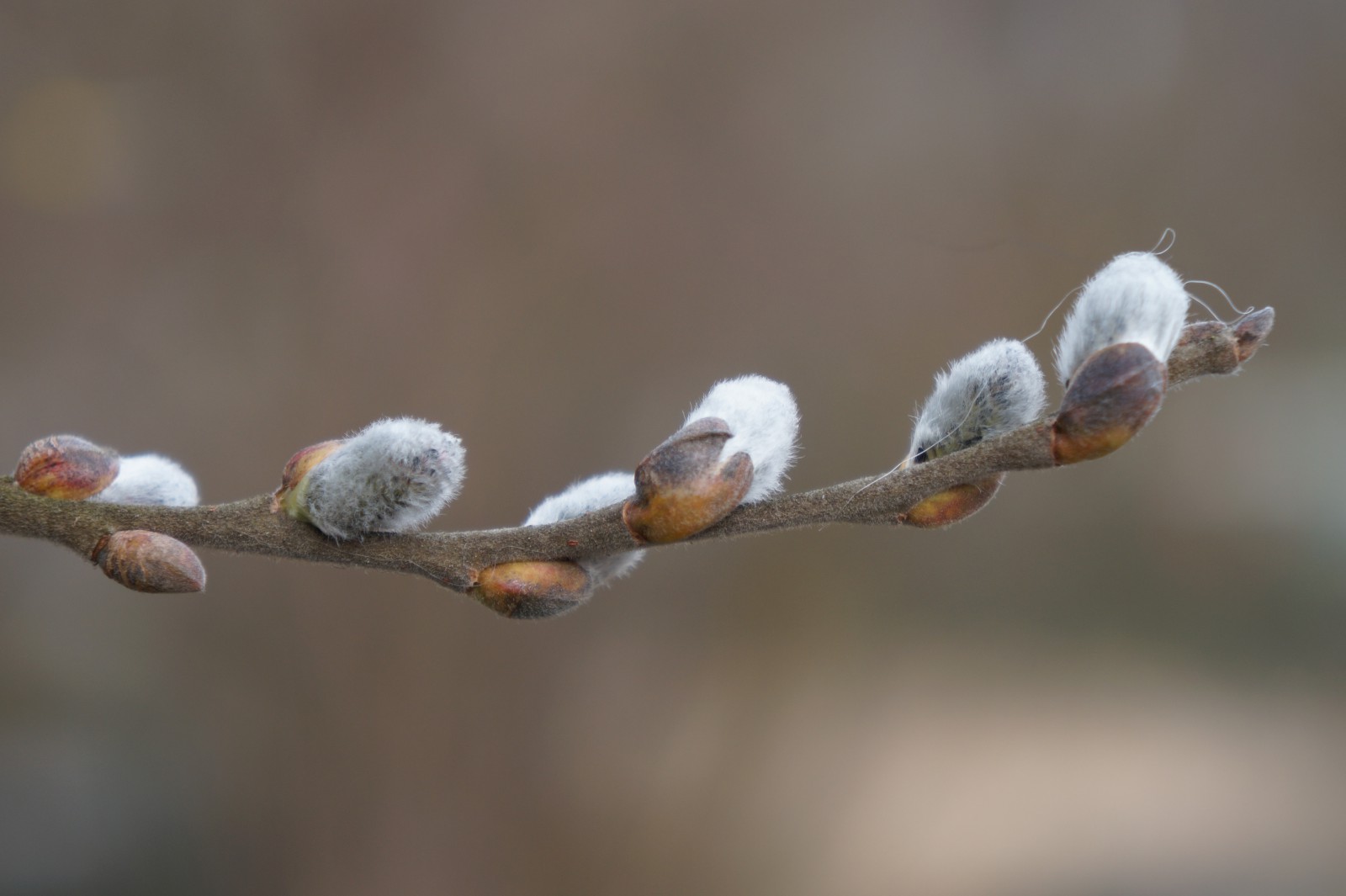 Palmkätzchen Palmkätzchen