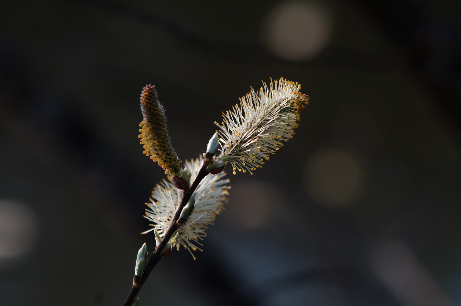 Palmkätzchen am aufblühen Palmkätzchen am aufblühen
