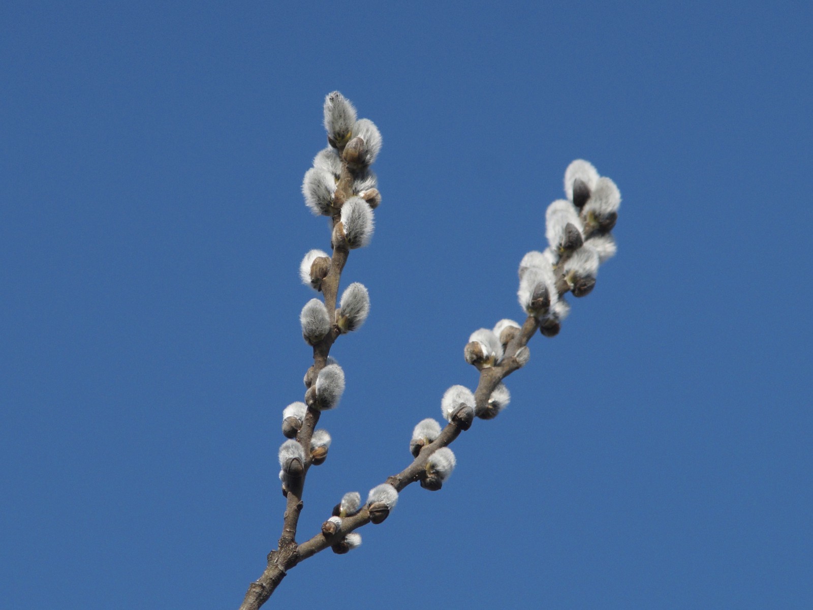 Palmkätzchen vor blauen Himmel Palmkätzchen vor blauen Himmel