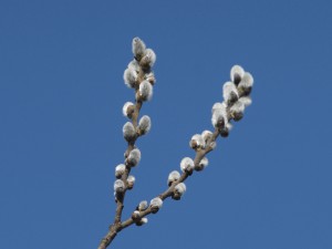 Palmkätzchen vor blauen Himmel Palmkätzchen vor blauen Himmel