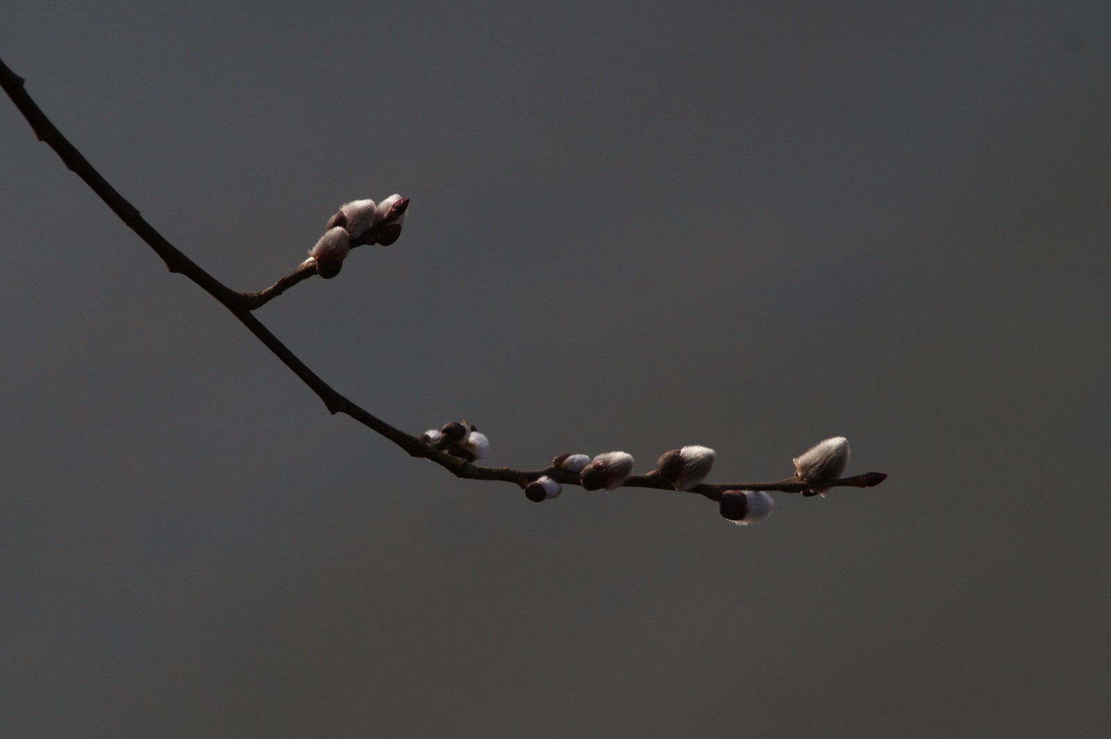 Palmkätzchen warten auf sonnige Tage Palmkätzchen warten auf sonnige Tage