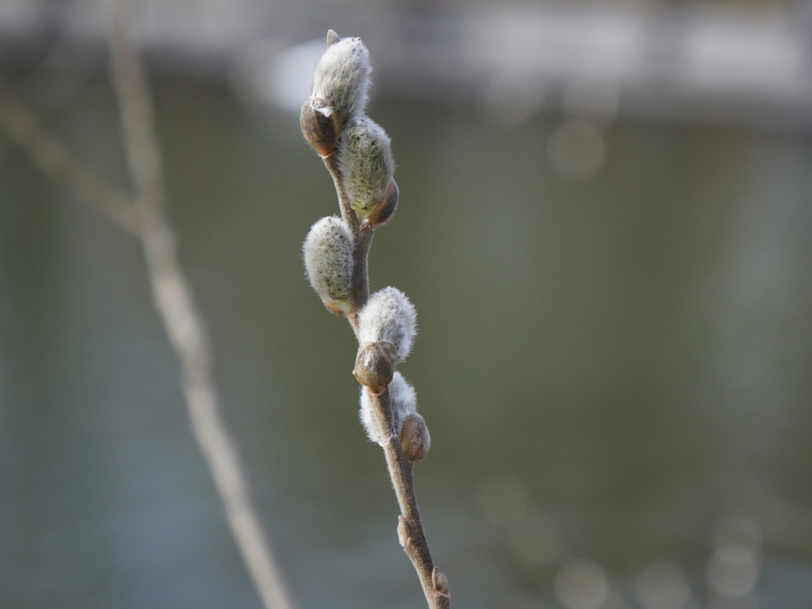 Palmkätzchenzweig Palmkätzchenzweig