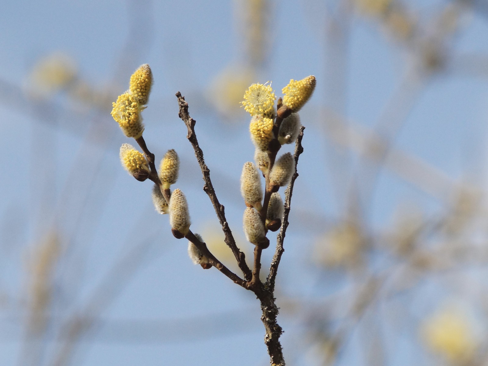 Palmkätzchenzweig am Aufblühen Palmkätzchenzweig am Aufblühen