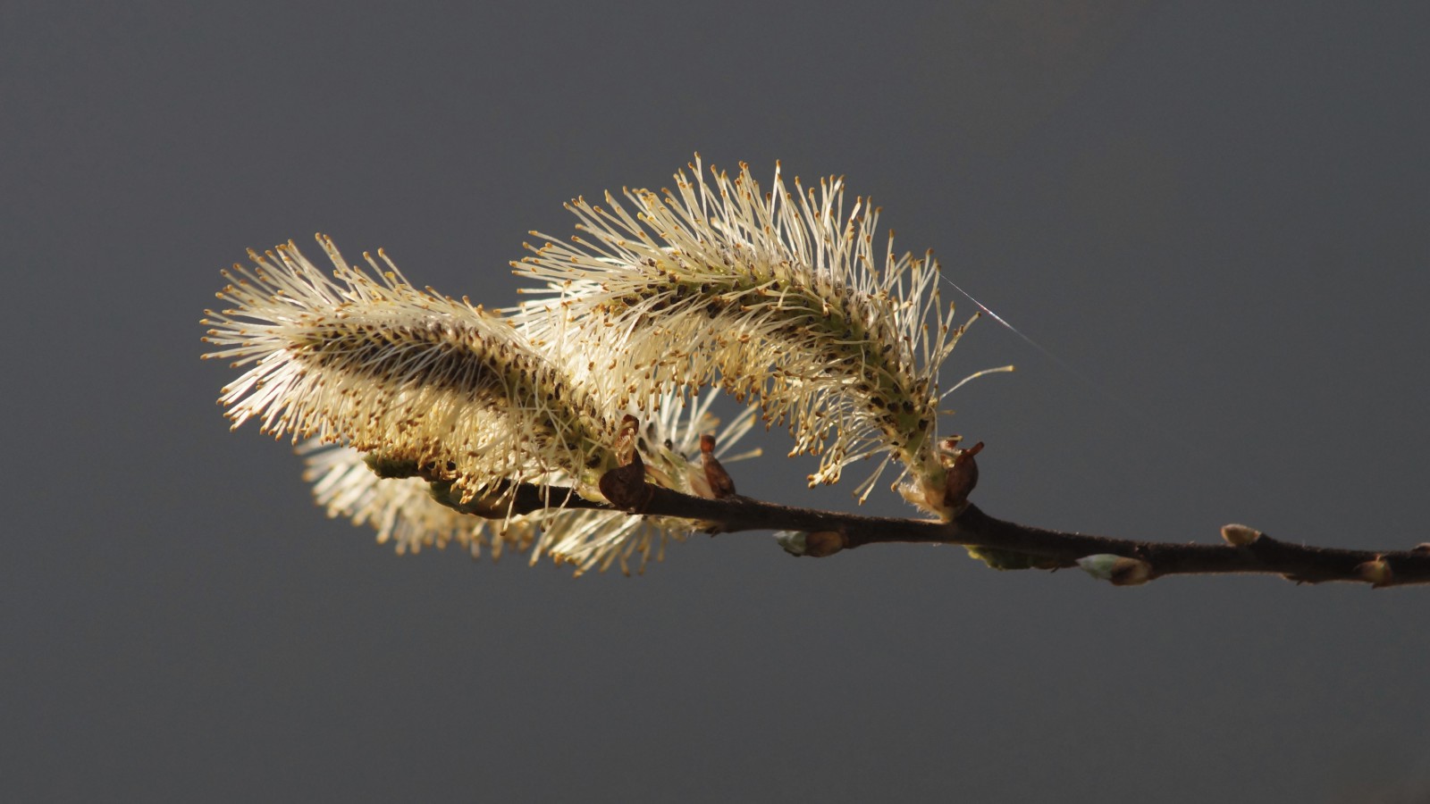Palmkätzechenblüte in der Abendsonne Palmkätzechenblüte in der Abendsonne