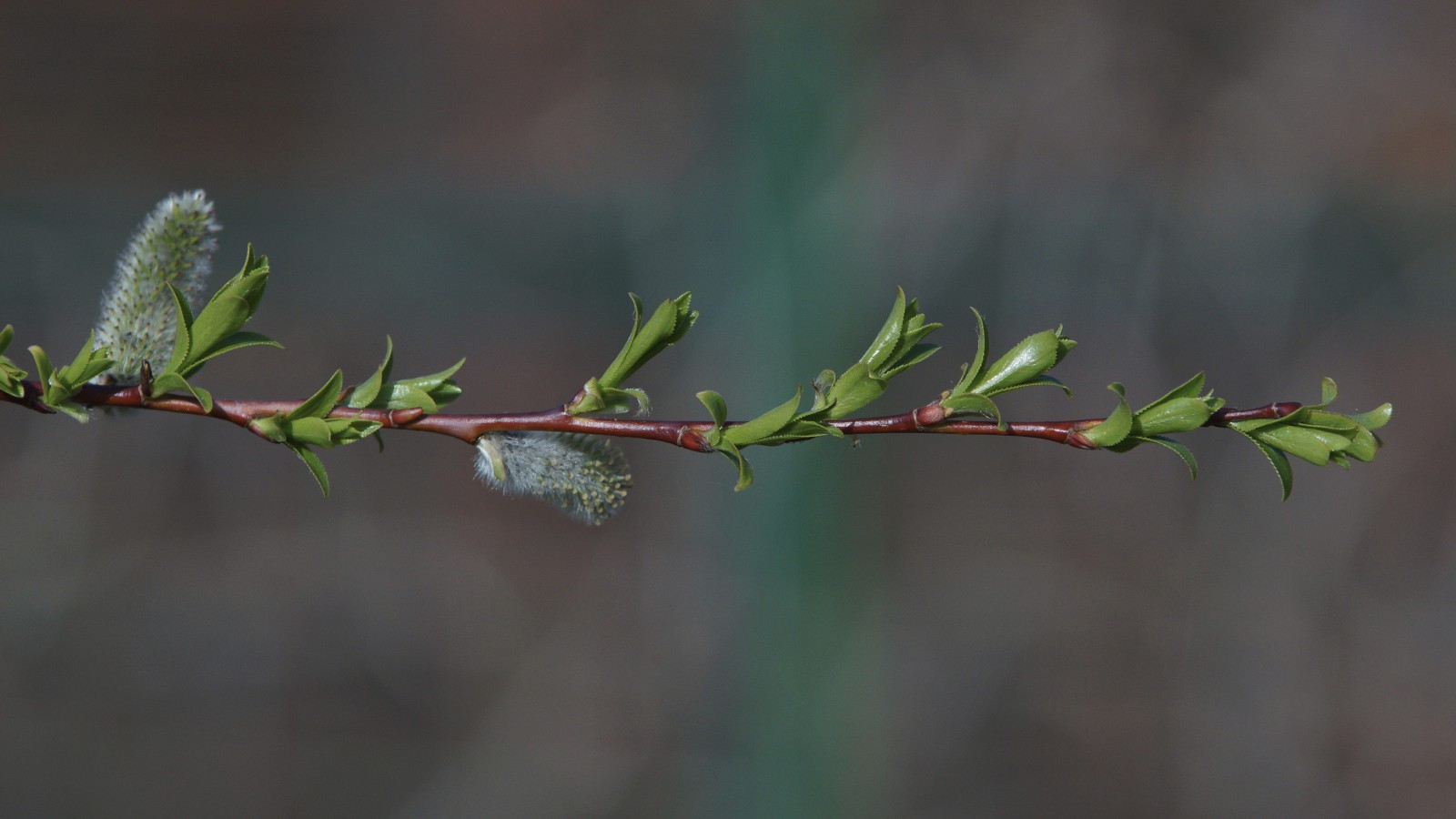 Palmkätzzchenzweig nach der Blüte Palmkätzzchenzweig nach der Blüte