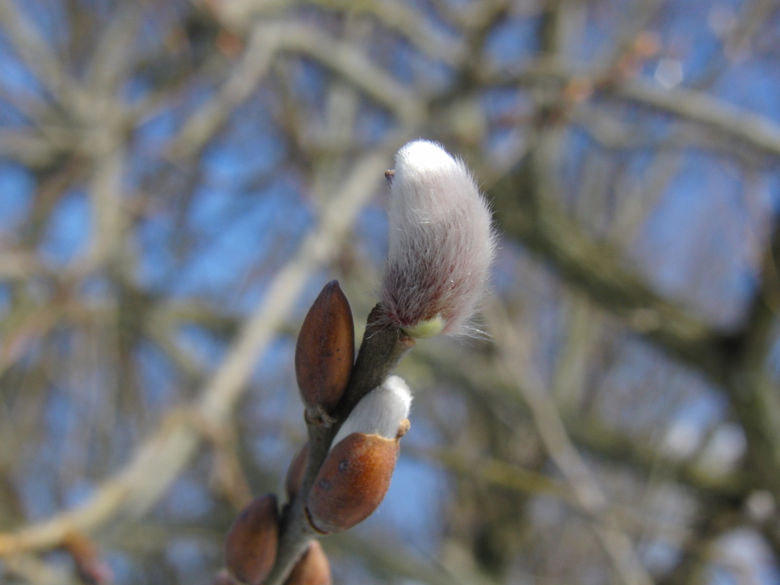 Pelziges Weidenkätzchen Pelziges Weidenkätzchen