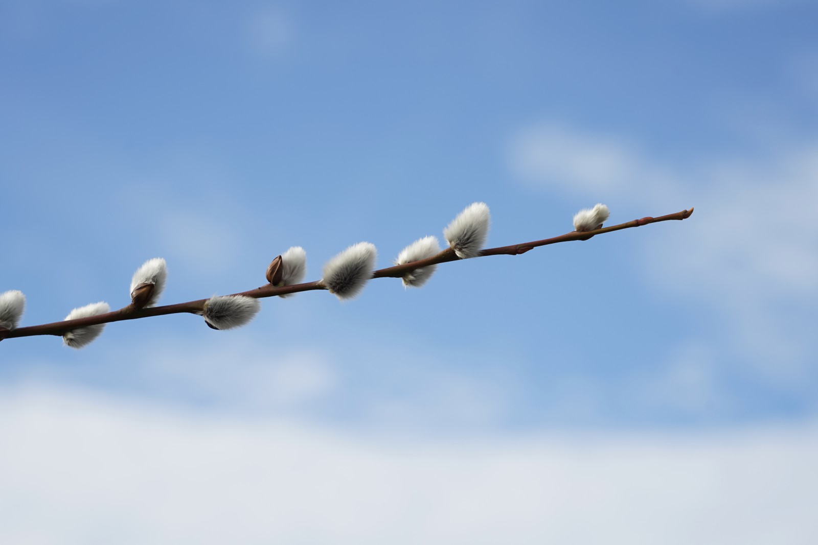 Vorzeichen des Frühlings Vorzeichen des Frühlings