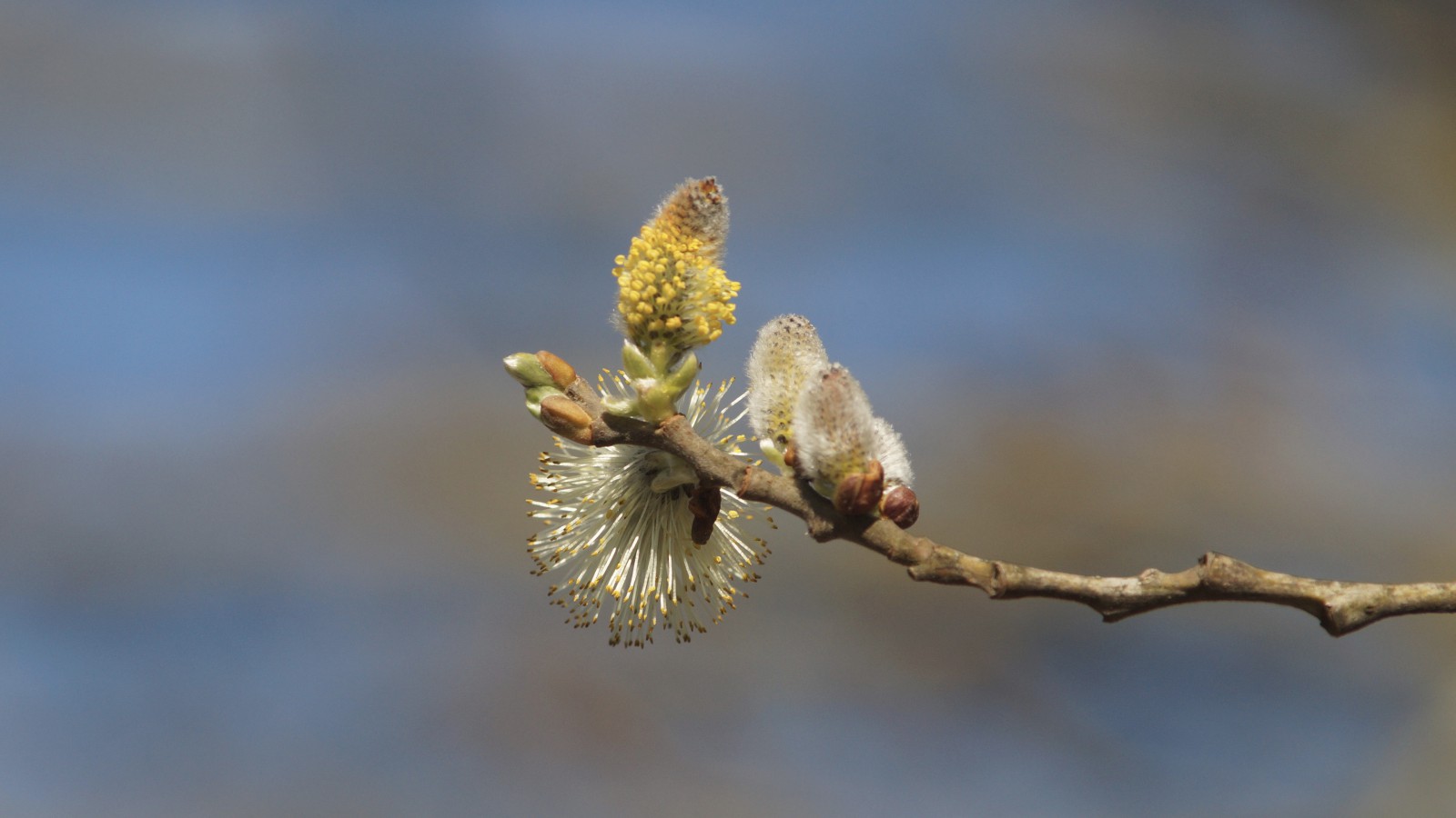 Weidekätzchen in der Blüte Weidekätzchen in der Blüte