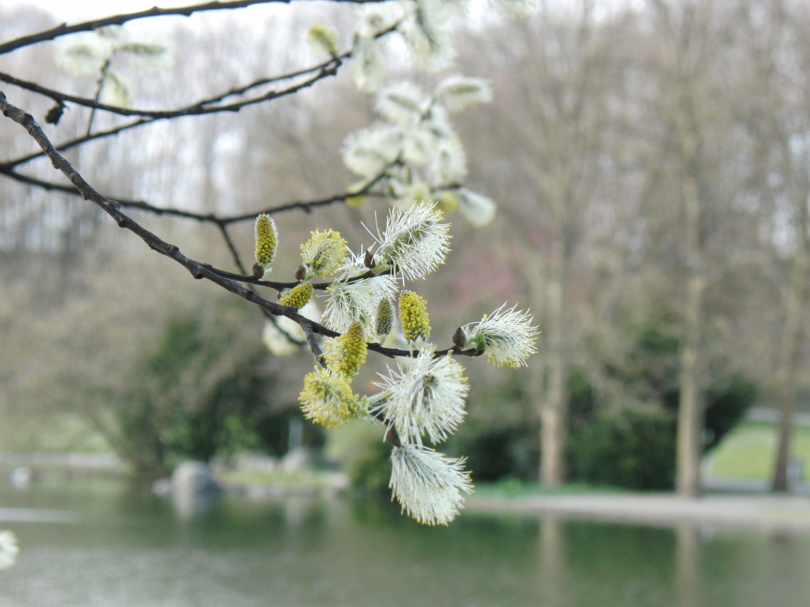 Weidenkätzchen im grauen Frühling Weidenkätzchen im grauen Frühling