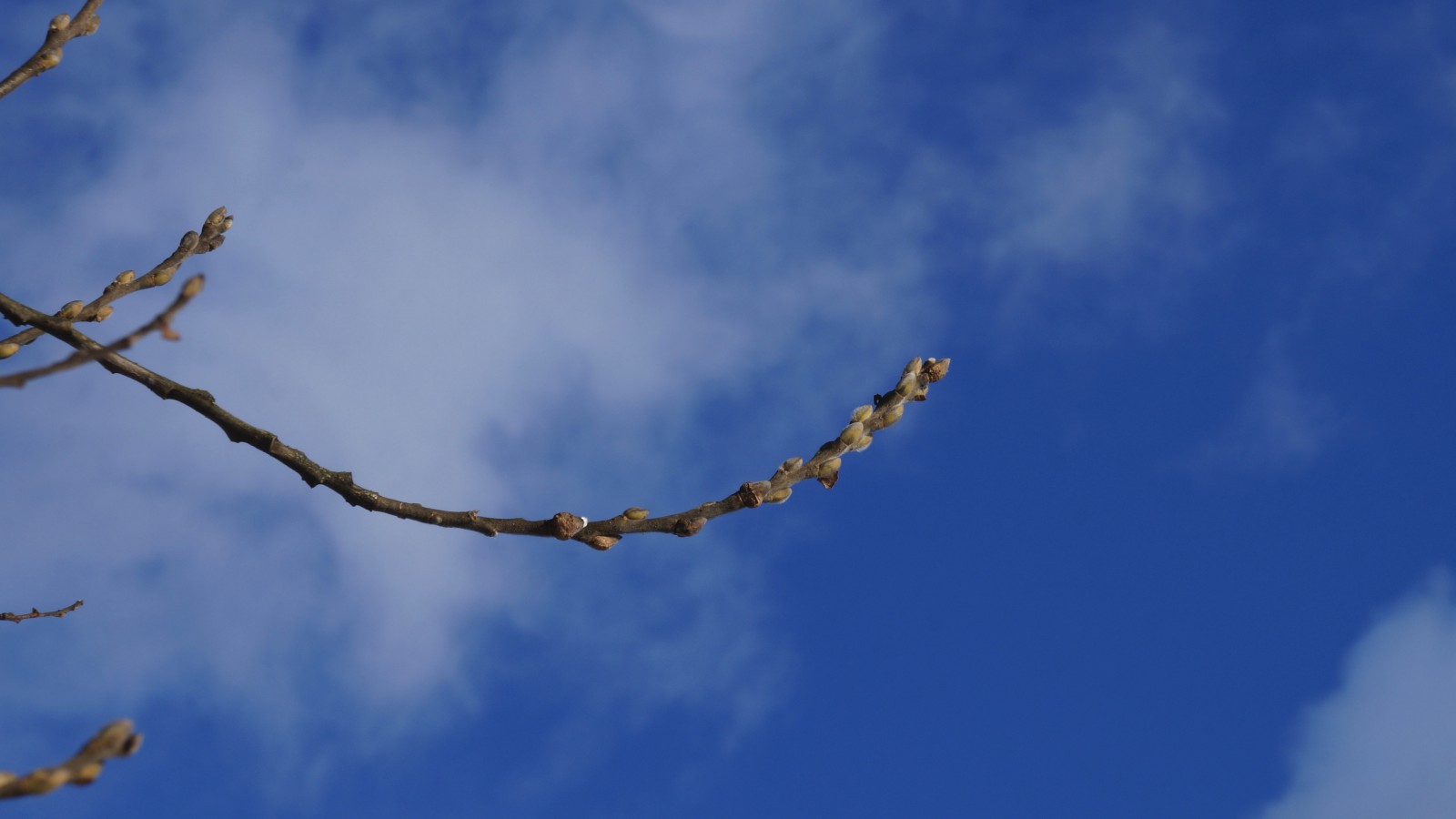Weidenkätzchenzweig vor blauen Himmel 3840x2160 Weidenkätzchenzweig vor blauen Himmel 3840x2160