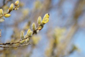Weidenkätzen-Blüte Weidenkätzen-Blüte