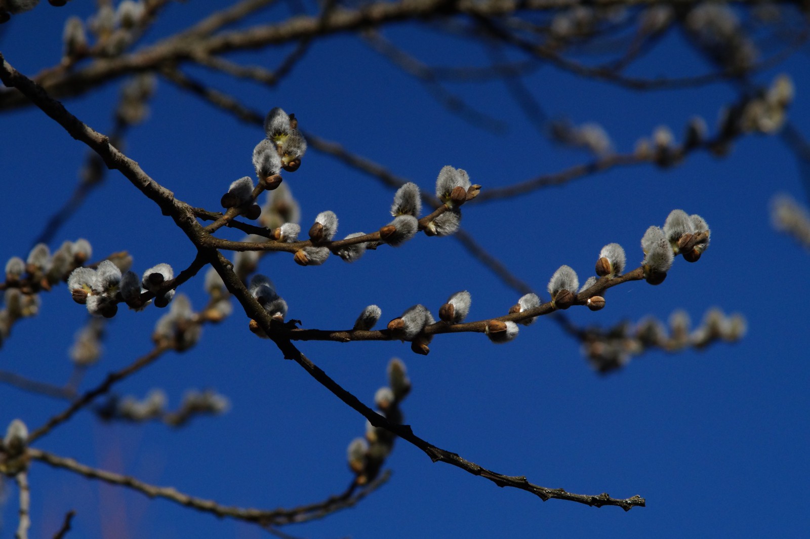 Weidenkätzenzweige Weidenkätzenzweige