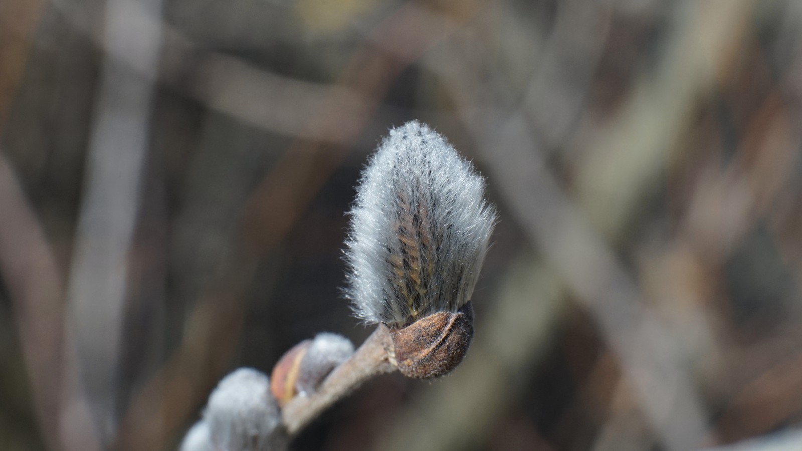 Zartes Weidekätzchen Zartes Weidekätzchen