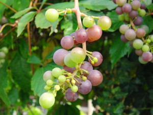Kleine grün-blaue Weinrebe Kleine grün-blaue Weinrebe