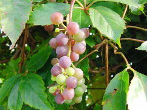 Kleine Weinrebe Kleine Weinrebe