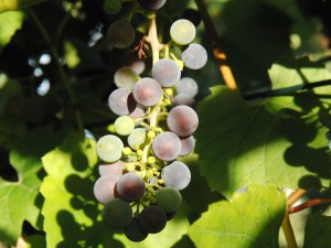 Kleine Weinrebe mit Schatten Kleine Weinrebe mit Schatten