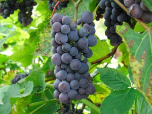 Weinrebe blau Weinrebe blau