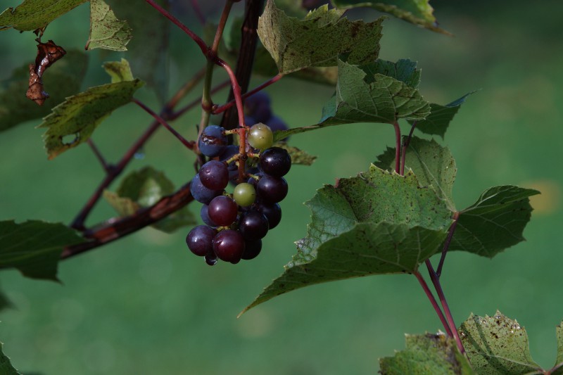  Weinrebentropfen