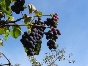 Weintrauben mit Apfelbaum im Hintergrund Weintrauben mit Apfelbaum im Hintergrund