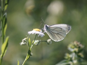 Bergweißling auf weißer Sommerblüte Bergweißling auf weißer Sommerblüte