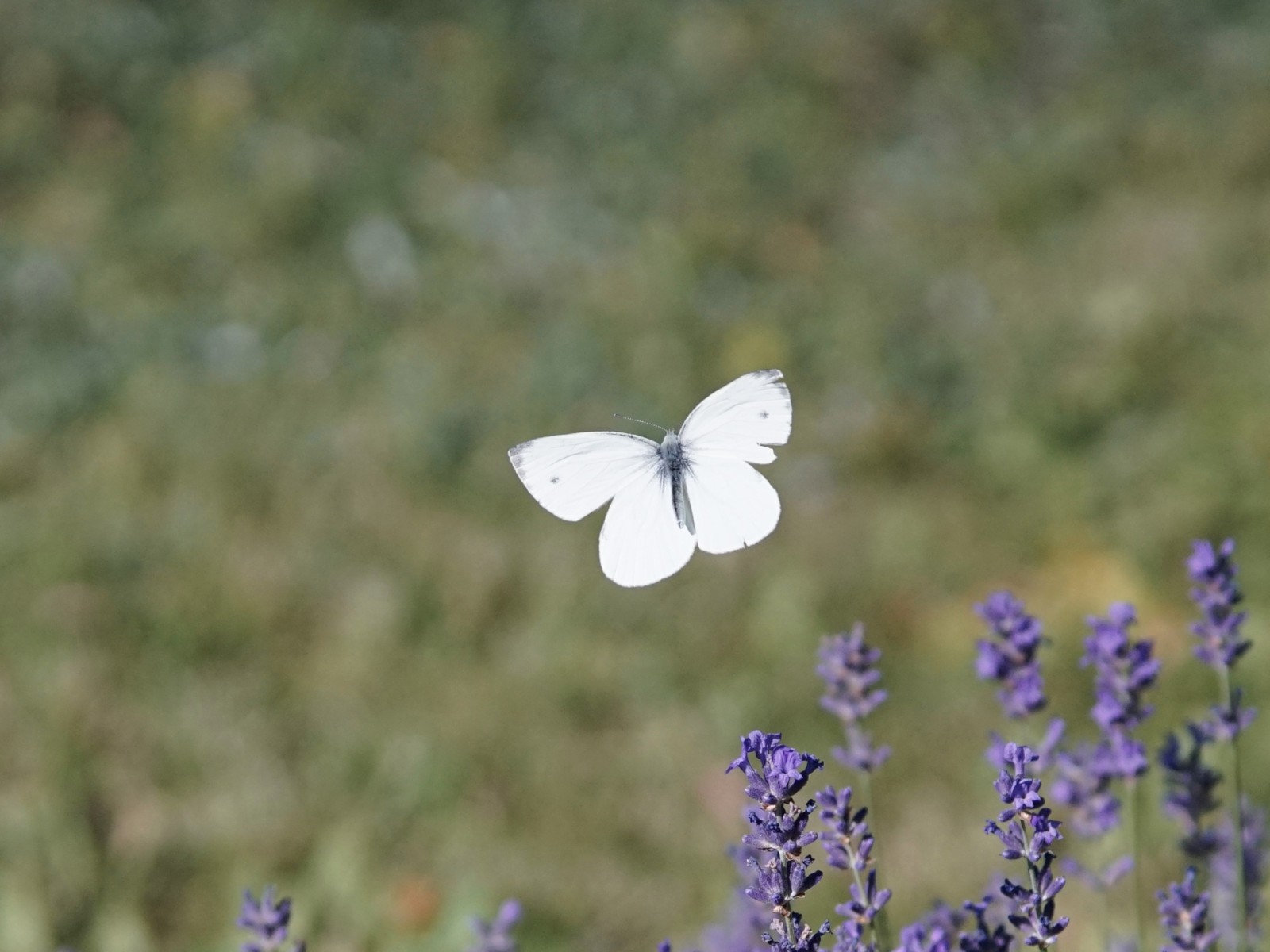 Fliegender Kohlweißling Fliegender Kohlweißling