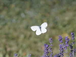 Fliegender Kohlweißling Fliegender Kohlweißling