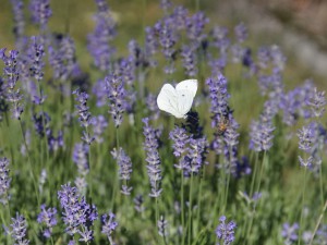 Kohlweißling beim Flug durch den Lavendel Kohlweißling beim Flug durch den Lavendel