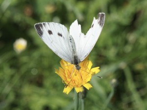 Großer Kohlweißling auf gelber Blüte Großer Kohlweißling auf gelber Blüte